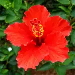 Hibiscus Flower