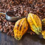 Cocoa Seed